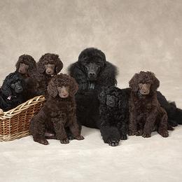 Poodle Puppies from Piccolo's Poodles