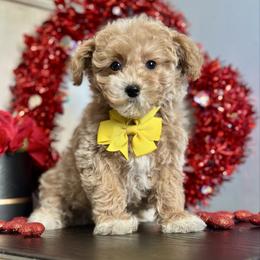 Jingle - Apricot male Poodle puppy in Kentucky from Deerly Poodles