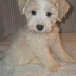 Darla - Wheaten female Miniature Schnauzer puppy in Bloomington, California from Michael's Minis