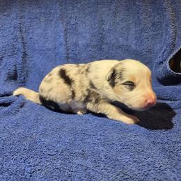 Radar - Blue merle male Border Collie puppy in Menasha, Wisconsin from Little Rose Retrievers