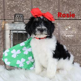 Rosie - Black and white female Bernedoodle puppy in Heyworth, Illinois from Cobble Creek Puppies