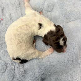Cedar - Parti male Poodle puppy in Meadowbrook, California from Standard Poodle Pups