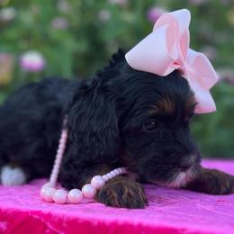 Pinky - Phantom female Goldendoodle puppy in Boaz, Alabama from Doodles All Day