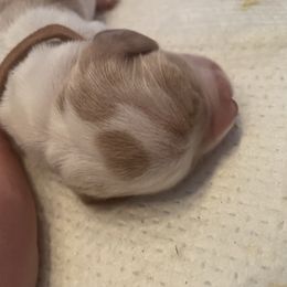 Brown collar - Red and white male Basset Hound puppy in Callao, Virginia from Walk The Line Basset Hounds