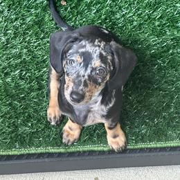 Dachshund All Grown Up from Doxie Dreams