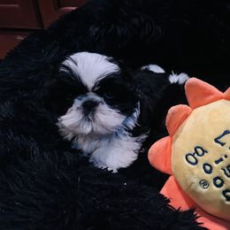 Shih Tzu Puppies from Seaside Shih Tzu