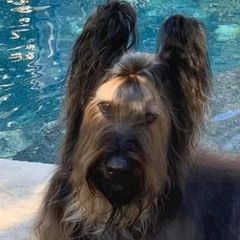 Briards from Phire N’ice
