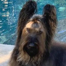 Briards from Phire N’ice