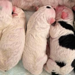 Tumbleweed - Black and white male Sheepadoodle puppy in Vernonia, Oregon from Life Unleashed Farm