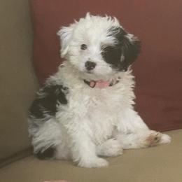 Paisley-pink - Black and white female Bernedoodle puppy in Lynch Station, Virginia from Mini Bernedoodles by Ziva & Zac