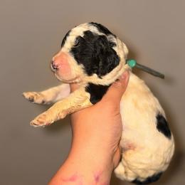 Leo - Parti male Poodle puppy in Toledo, Ohio from Exquisite Dalmatians & Standard Poodles