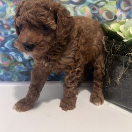 Poodle Puppies from Foxtrot Farm Poodles