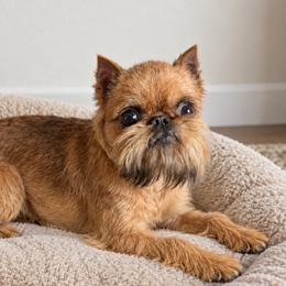 Lady - Brussels Griffon
