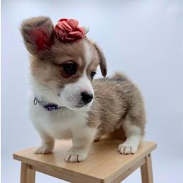 Nala - Fawn female Pembroke Welsh Corgi puppy in Vacaville, California from Hope_4thebay_Corgis
