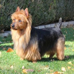 Check - Australian Terrier