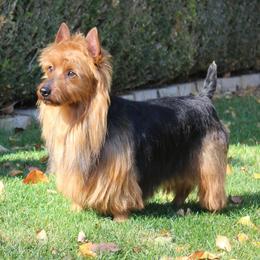 Check - Australian Terrier