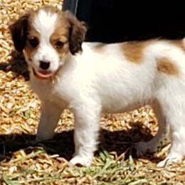 Boy 1 - Red and white Irish Red and White Setter puppy in Onalaska, Washington from Wind River Kooikers/Irish Red and White Setters