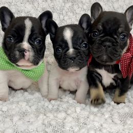 French Bulldog Puppies from GavFam Frenchies
