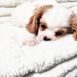 Cruze - Blenheim male Cavalier King Charles Spaniel puppy in Wilburton, Oklahoma from My Kids Kennel