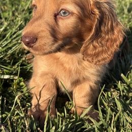 Skyler - Red male Dachshund puppy in Bentonville, Arkansas from T & D Dachshunds by design