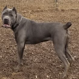 Cane Corso All Grown Up from Bear Valley Cane Corso
