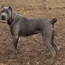 Cane Corso All Grown Up from Bear Valley Cane Corso