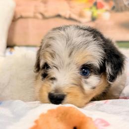 Mickey - Blue merle male Aussiedoodle puppy in Dickerson, Maryland from Pawsome Aussie Doodles and Oodles