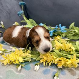 Glory - Piebald female Dachshund puppy in Troup, Texas from Darling Doxies