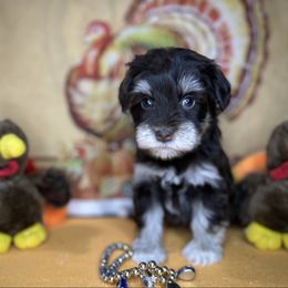 Harper - Liver female Miniature Schnauzer puppy in Placerville, California from Rpuppies