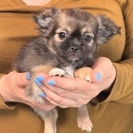 Girl 2 - female Mi-Ki puppy in Prospect Heights, Illinois from Metro Mi-kis