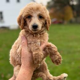 Almond Joy - Apricot female Poodle puppy in St. Johnsbury, Vermont from Poodles of the Northern Woods