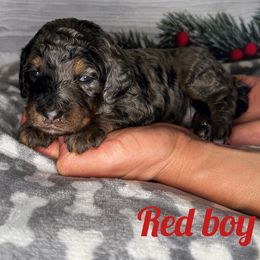 Boy 1 - Bernedoodle puppy in Modesto, California from Two Doods Doodles