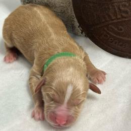 Puppy 4 - Phantom male Bernedoodle puppy in Leesport, Pennsylvania from Bechtel’s Tiny Bernadoodles