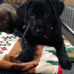 Labrador Retriever Puppies from Harvest Moon Farm