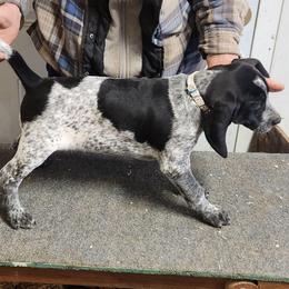 Girl 6 - Blue ticked female Bluetick Coonhound puppy in Caneville, Kentucky from Bluegrass Blueticks (BGK)
