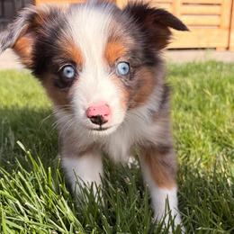 Freddie - Blue merle male Miniature Australian Shepherd puppy in Reno, Nevada from Battle Born Mini Aussies