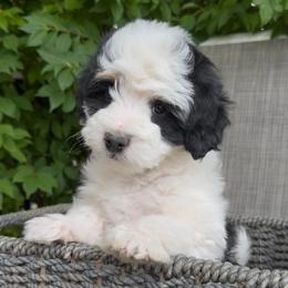 Bandit - Black and white male Bernedoodle puppy in Tooele, Utah from Dinky Doo Doodles