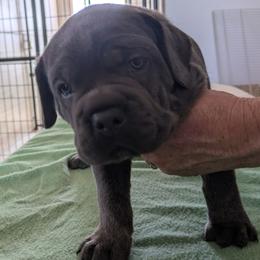 Baby girl - Gray female Cane Corso puppy in Los Lunas, New Mexico from Top Gun Kennels NM
