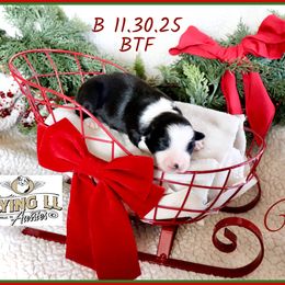 Ukiah - Black tri female Miniature Australian Shepherd puppy in Madisonville, Texas from Flying LL Aussies