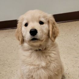 Golden Retriever Puppies from OPK Goldens