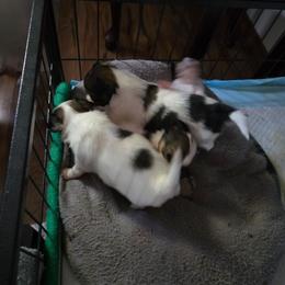 Tbd - White and sable female Papillon puppy in Mountain Home, Arkansas from King's Papillons