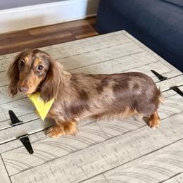 Sacha - Dachshund