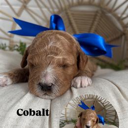 Cobalt - Red  male Goldendoodle puppy in Huntington, Utah from Krispydoodle