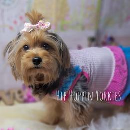 Yorkshire Terrier Puppies from Hip Hoppin Yorkies