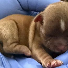 Girl 2 - Brindle female Shih Tzu puppy in Florida from Shorkie Land
