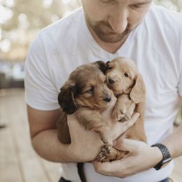 Dachshund Puppies from Little Loves
