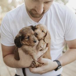 Dachshund Puppies from Little Loves