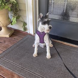 Bruno - Miniature Schnauzer