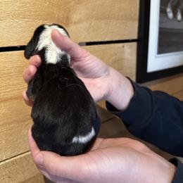 Female 3 - Black brown and white female Basset Hound puppy in Lindley, New York from Hill Top Basset Hounds & Cane Corso