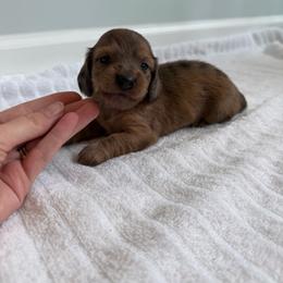 Girl 5 - Dapple female Dachshund puppy in Lancaster, South Carolina from Oakview Kennels